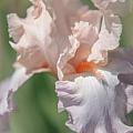 Iris Exquisite Beauty